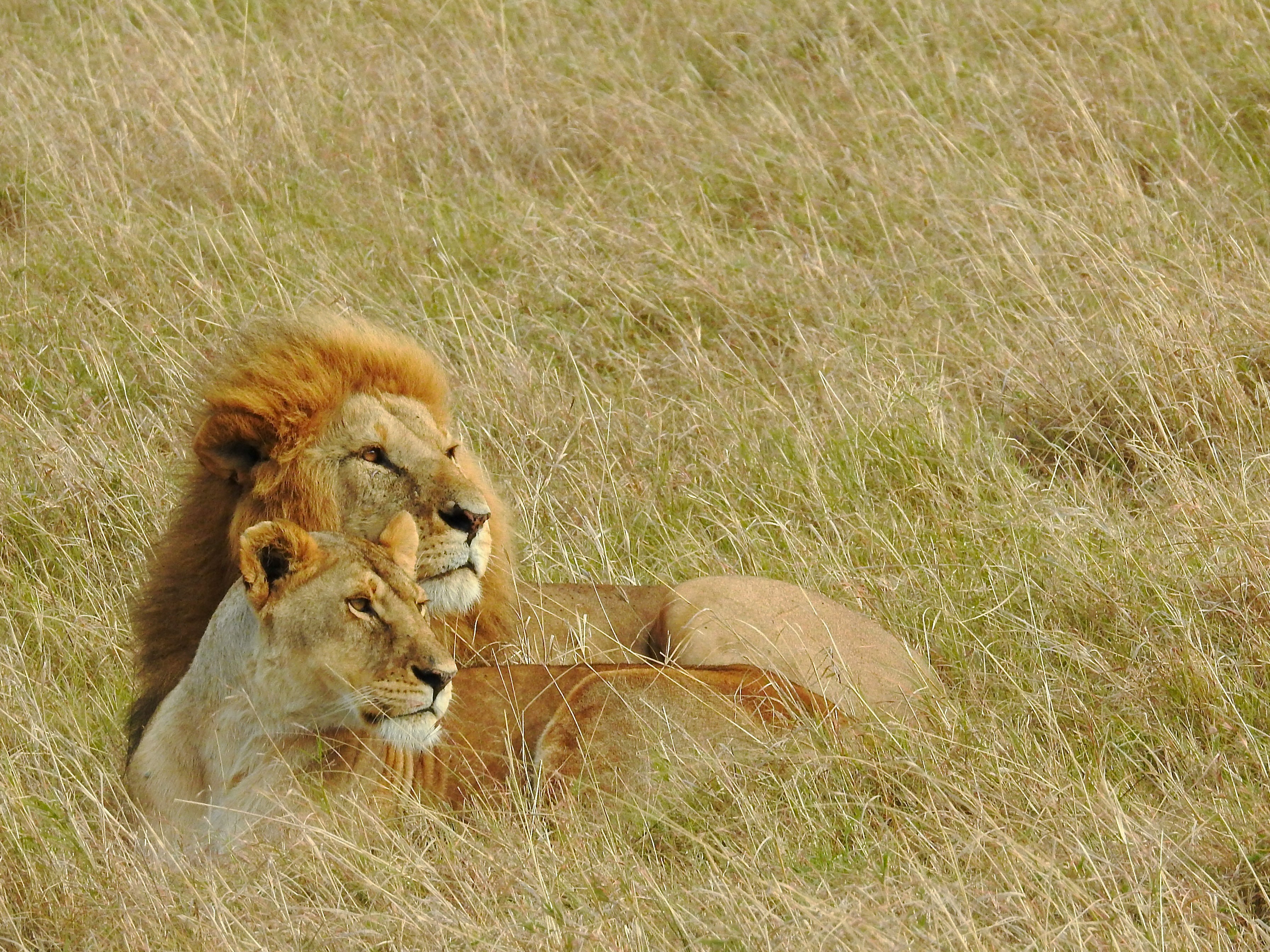 Masai Mara