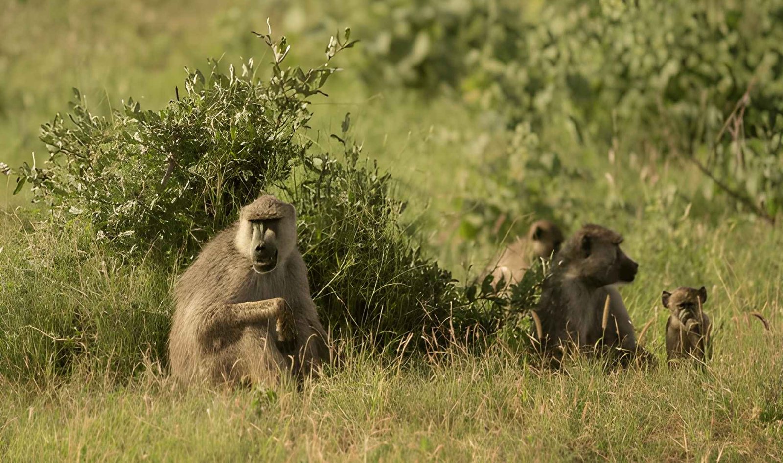 Tsavo East & Tsavo West National Parks