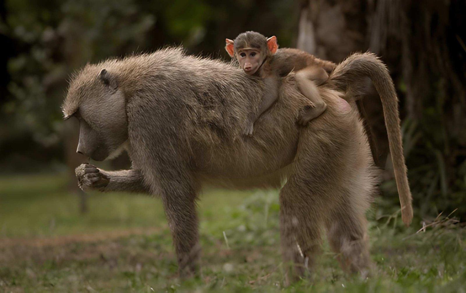 2 Days Amboseli Safari | Nyati Camp Budget Tour