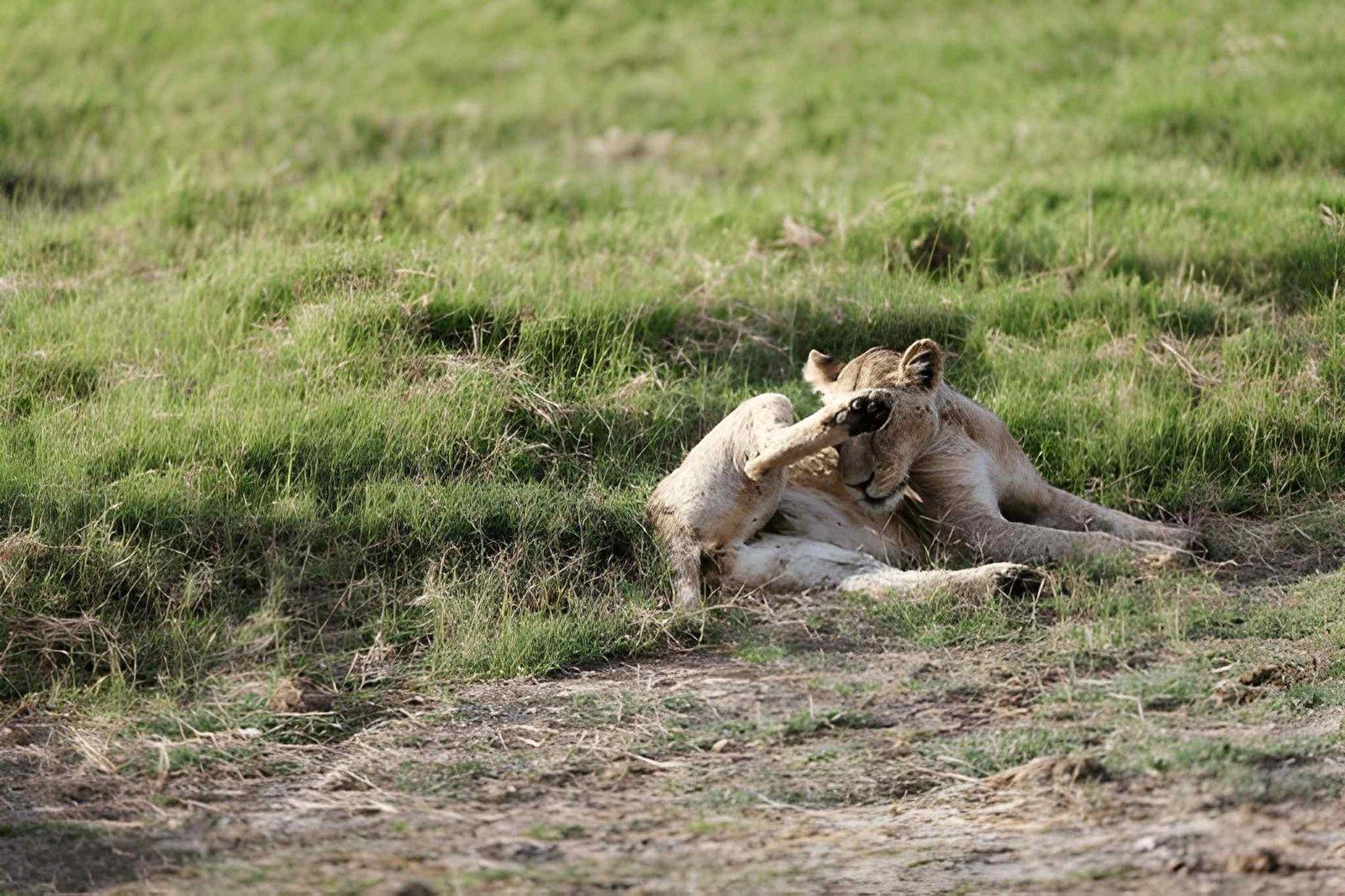 3 Days Amboseli Budget Safari | Best Price Kenya