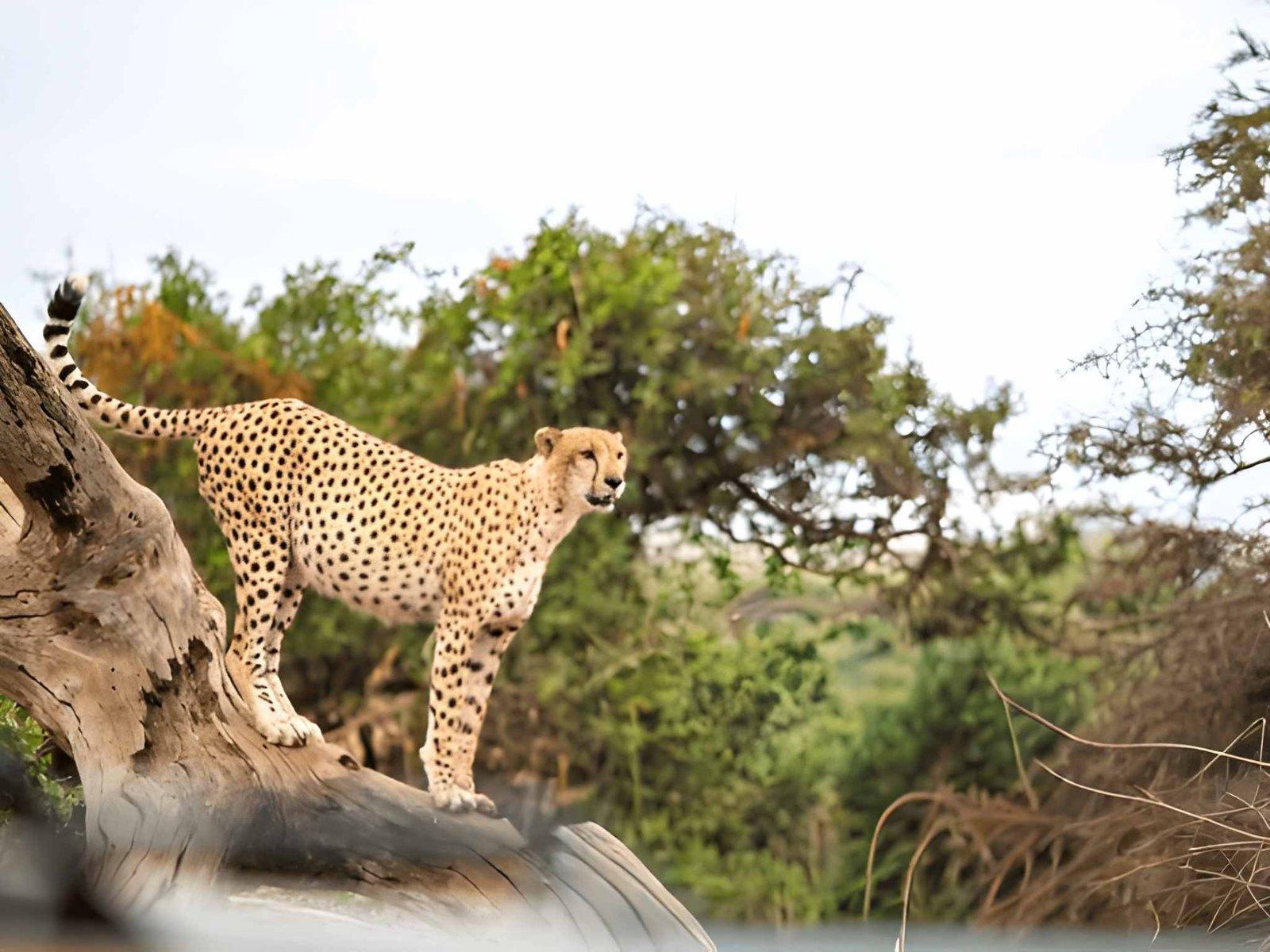 Wild Eagle Trails 3 Days Amboseli Budget Safari | Best Price Kenya