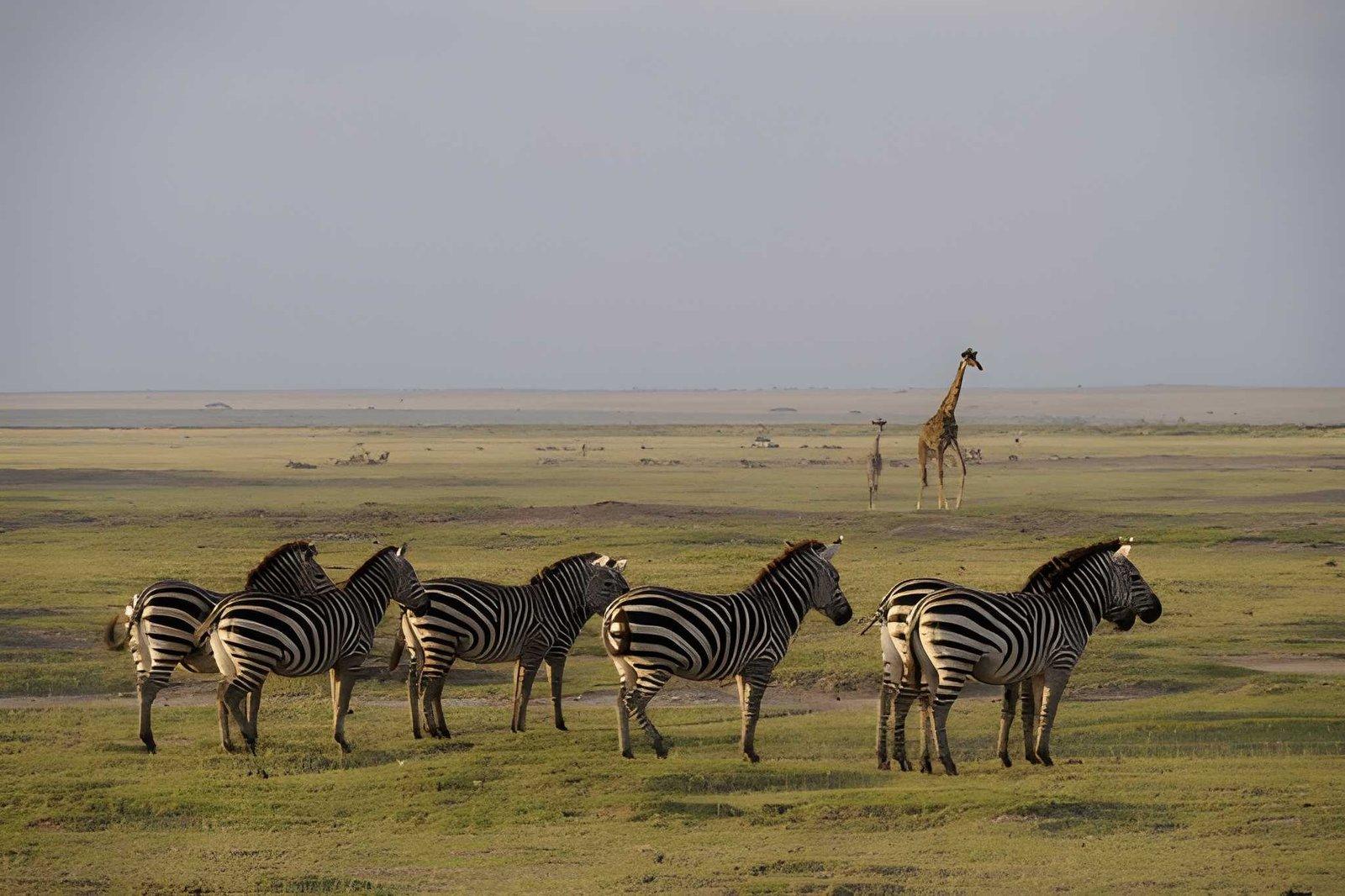 Wild Eagle Trails 3 Days Amboseli Budget Safari | Best Price Kenya