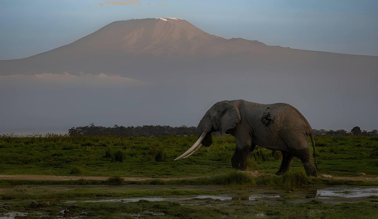 Wild Eagle Trails 3 Days Amboseli Budget Safari | Osuta Camp Kenya