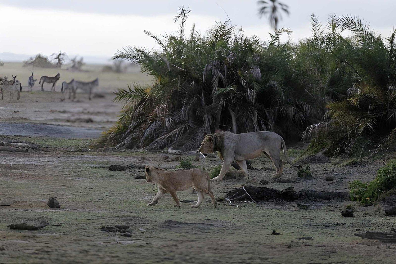 Wild Eagle Trails 3 Days Amboseli Budget Safari | Osuta Camp Kenya