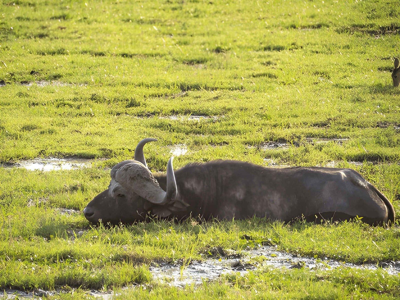 Wild Eagle Trails 3 Days Amboseli Safari | Kimana Camp & Sanctuary