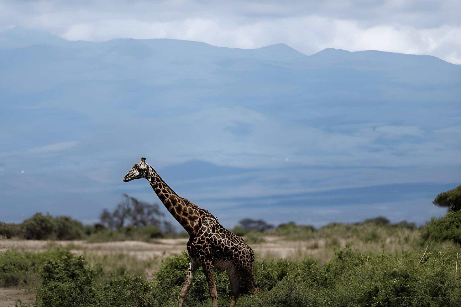 Wild Eagle Trails 3 Days Amboseli Safari | Kimana Camp & Sanctuary