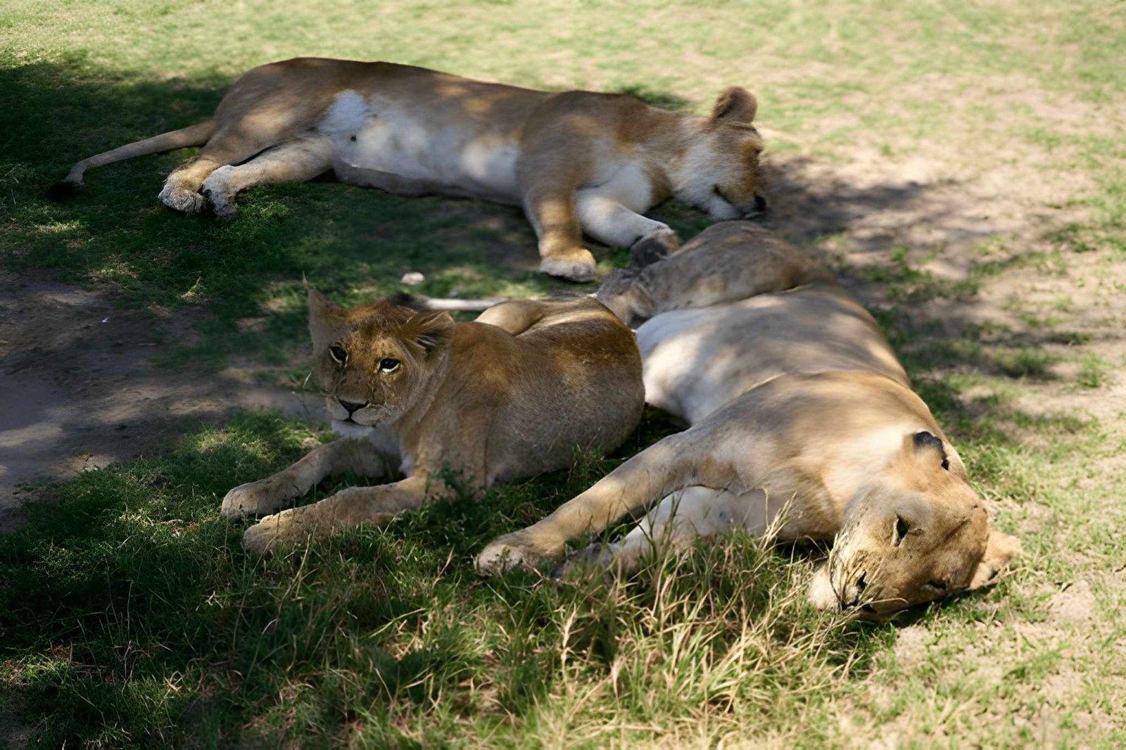 3 Days Masai Mara Safari | Budget Safari Tours Kenya