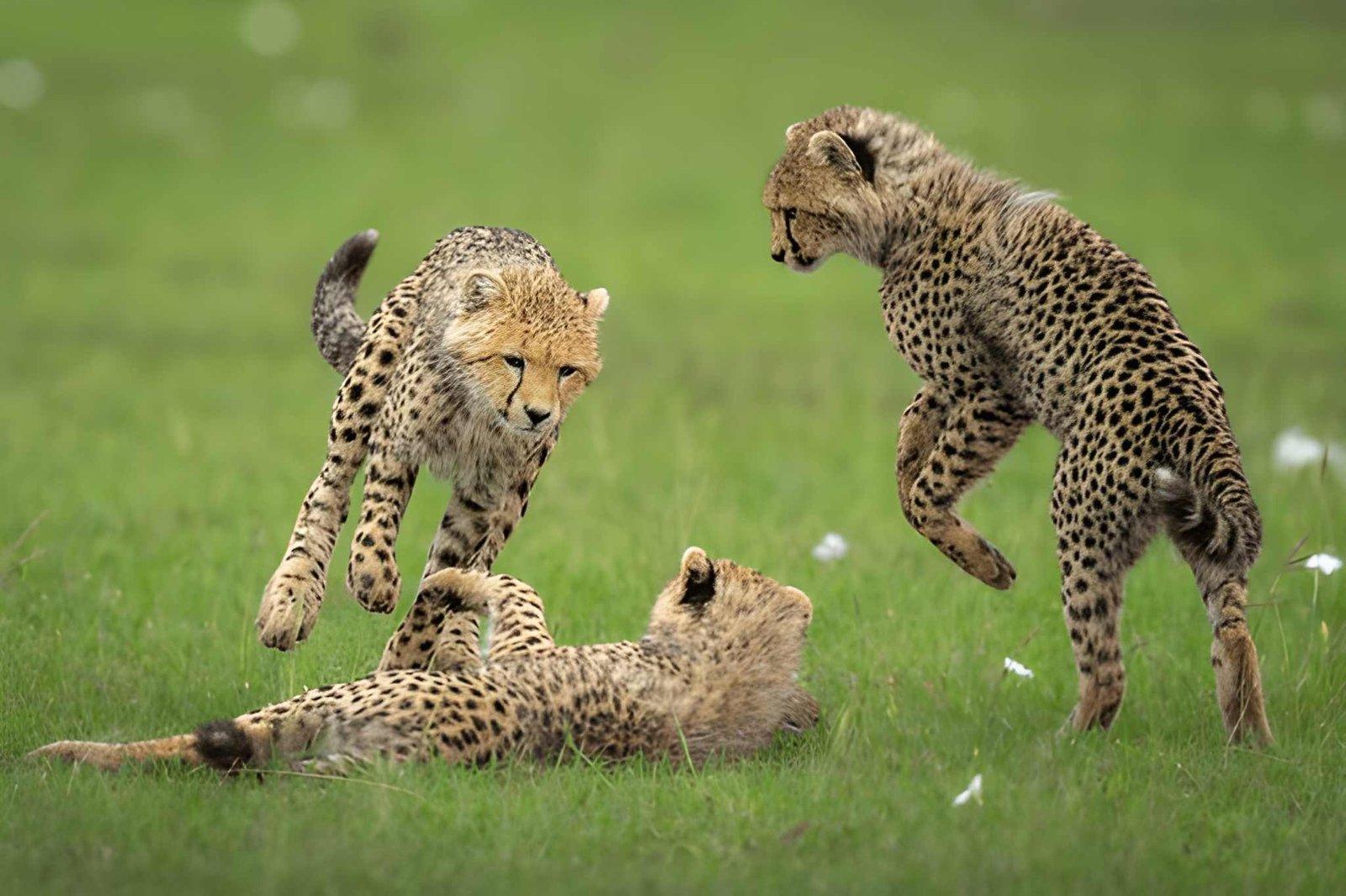 Wild Eagle Trails 3 Days Masai Mara Safari | Budget Safari Tours Kenya