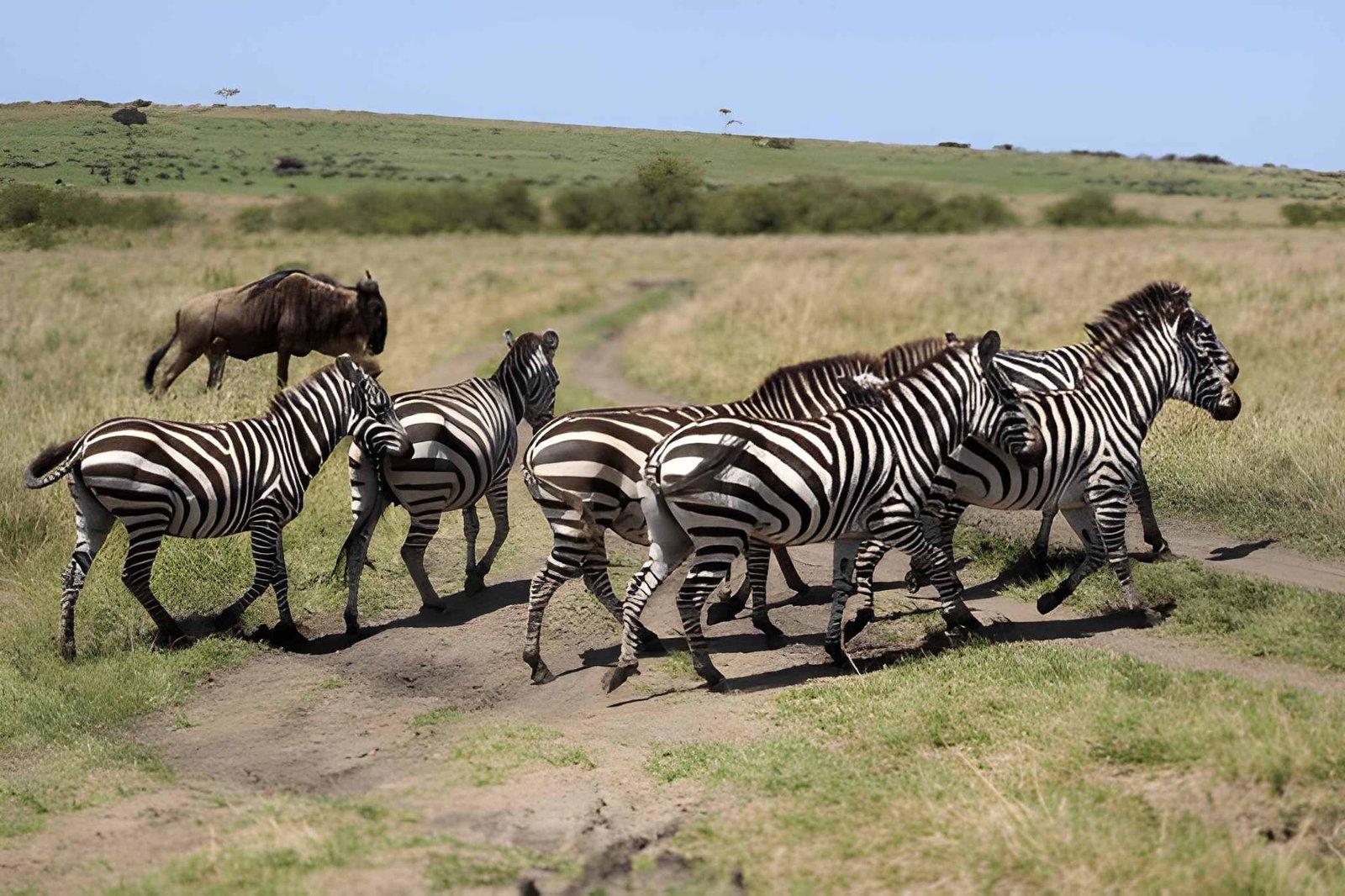 Wild Eagle Trails 3 Days Masai Mara Safari | Budget Safari Tours Kenya