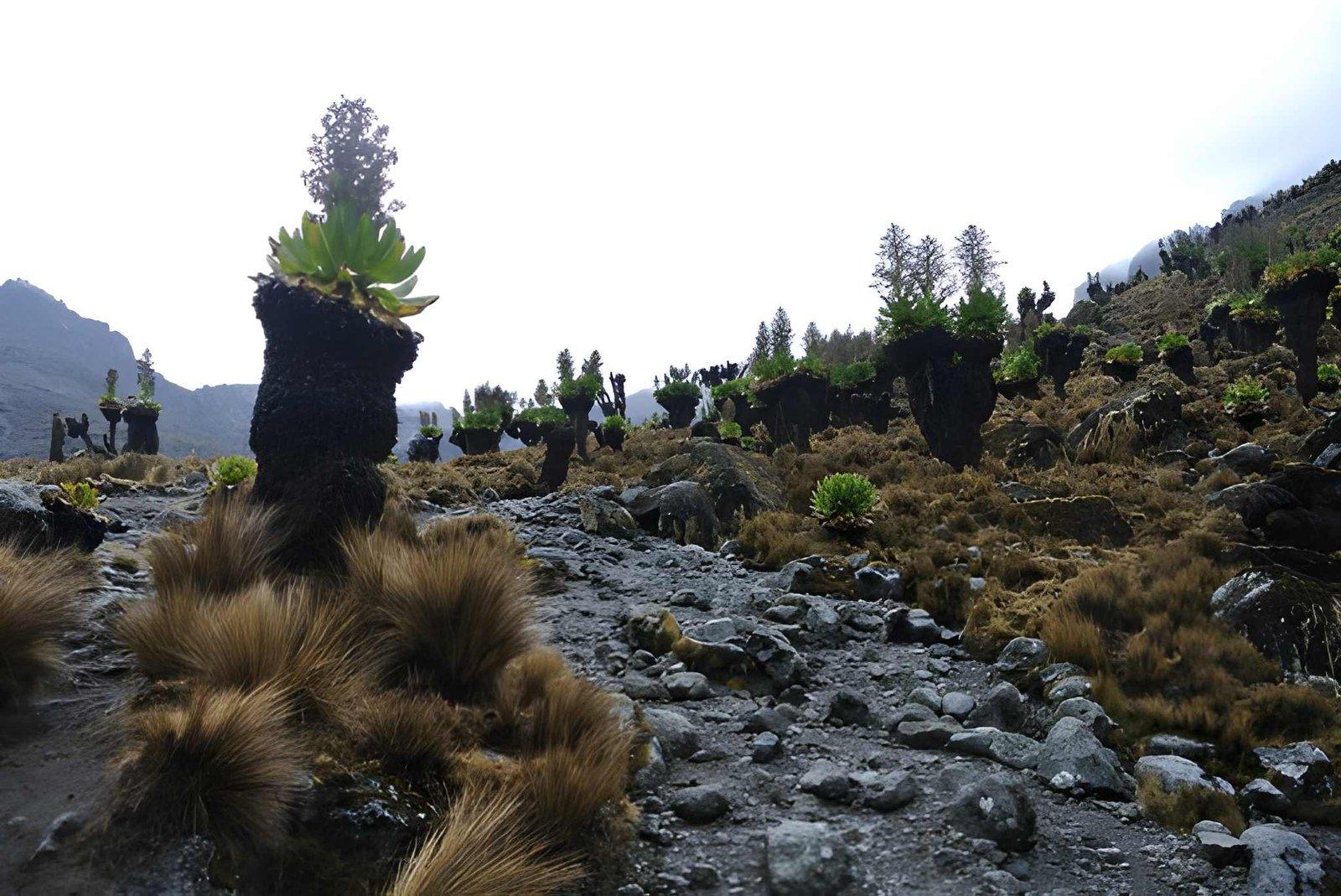 Wild Eagle Trails, Luxury Tours  4 Days Mt Kenya Climb | Sirimon Route Trek Kenya