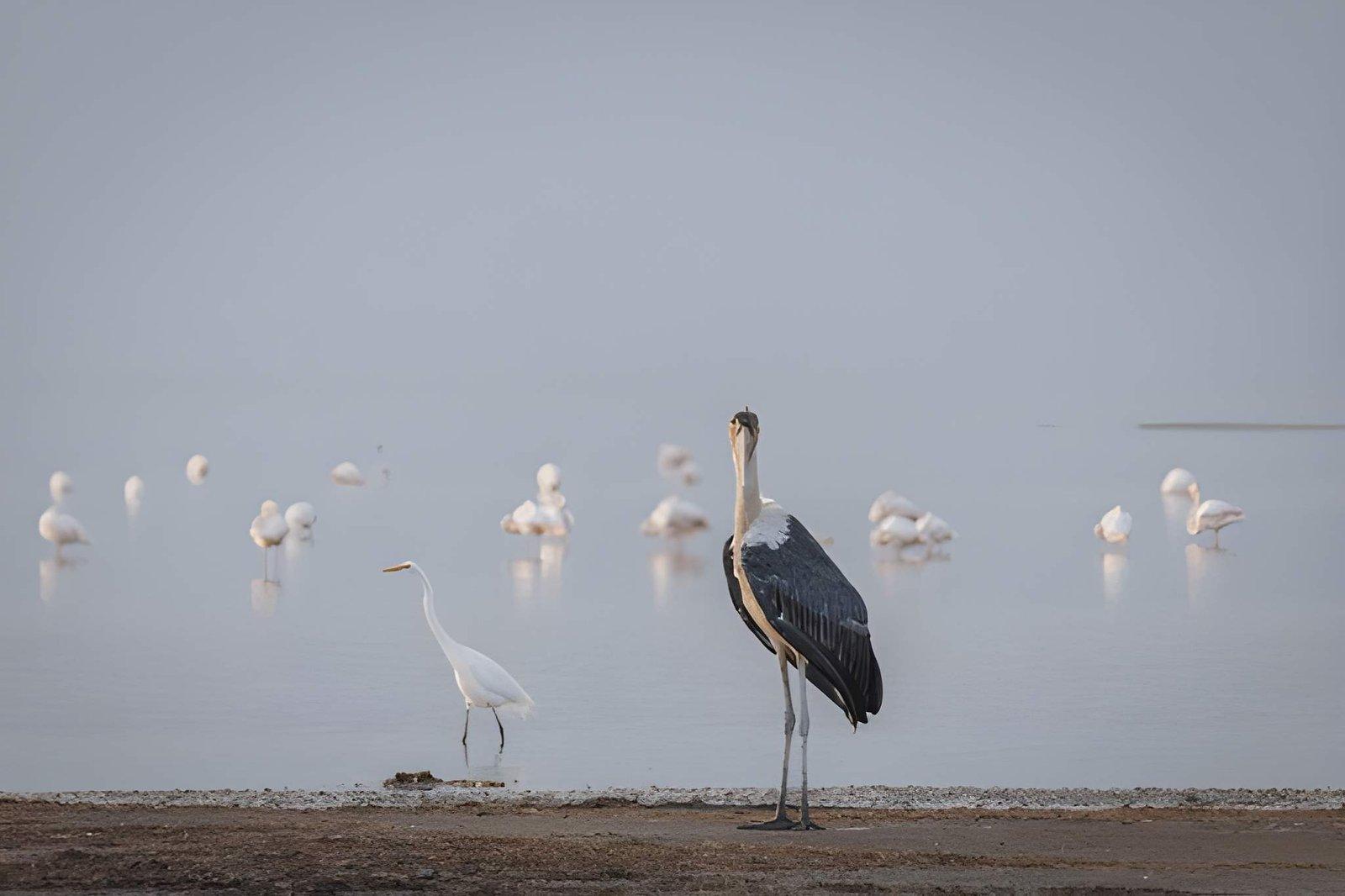 Wild Eagle Trails 5 Days Kenya Safari | Mara, Nakuru, Naivasha Tour