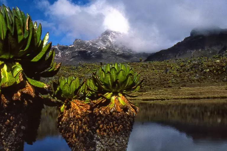 6 Days Mount Kenya Climb Sirimon Naro Moru Route