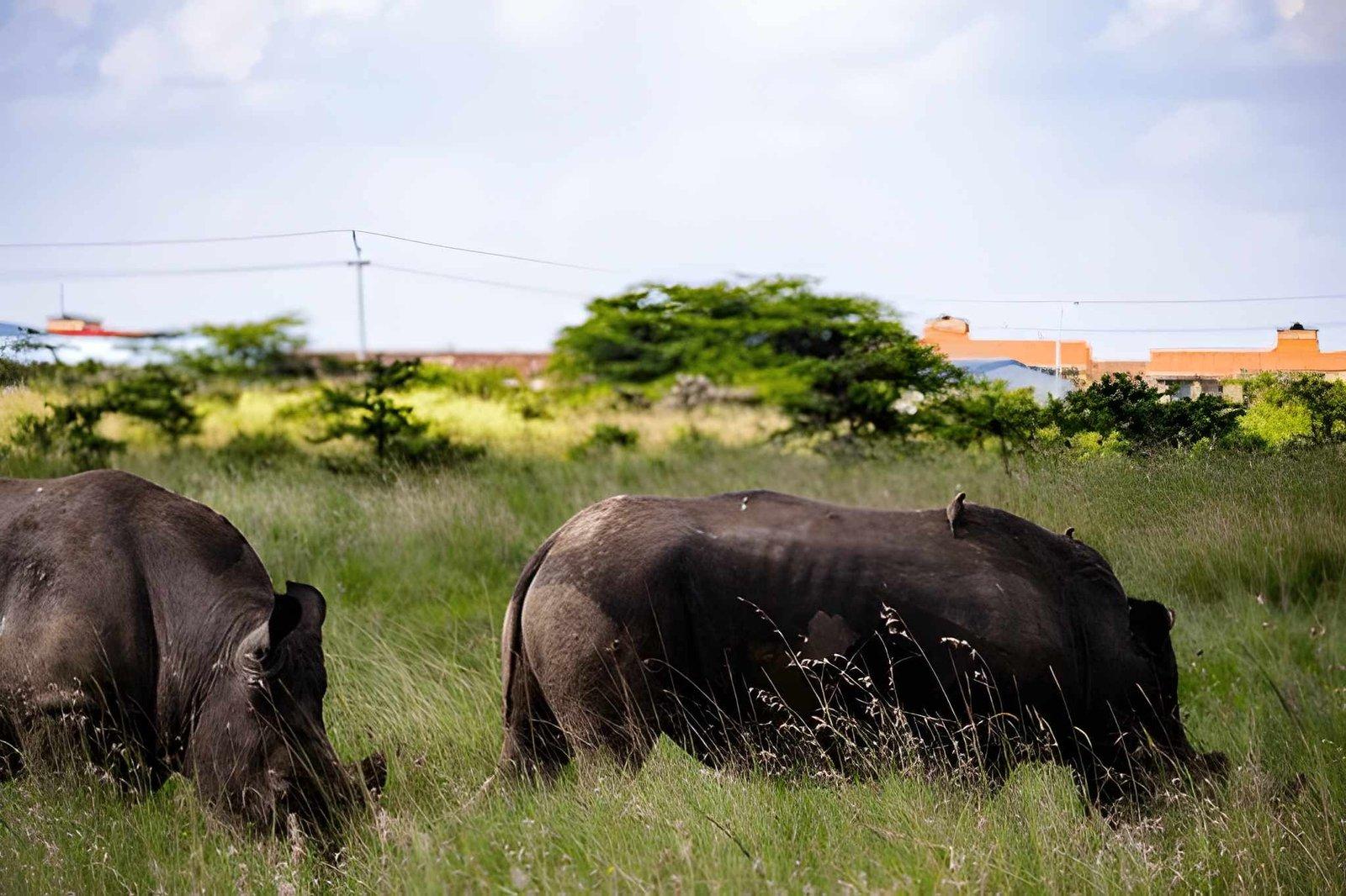 Wild Eagle Trails Nairobi National Park Daily Safari | Wildlife Near Nairobi