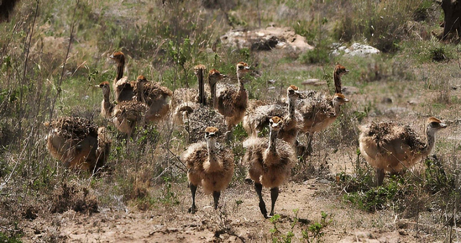 Wild Eagle Trails Nairobi National Park Daily Safari | Wildlife Near Nairobi