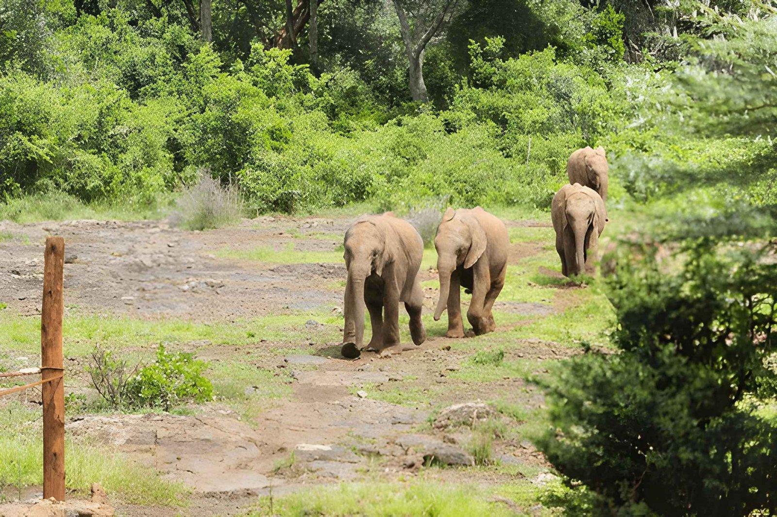 Wild Eagle Trails Nairobi National Park & Giraffe Centre Tour | Group Safari