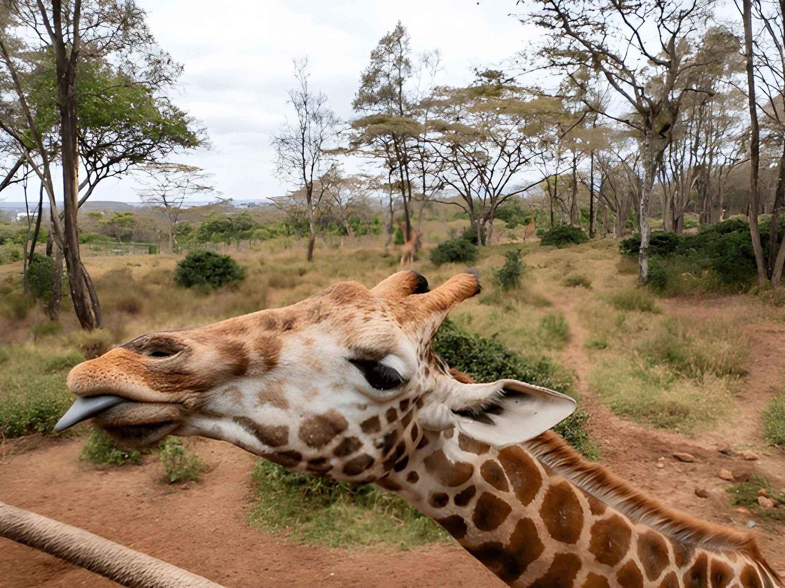 Wild Eagle Trails Nairobi National Park & Giraffe Centre Tour | Group Safari