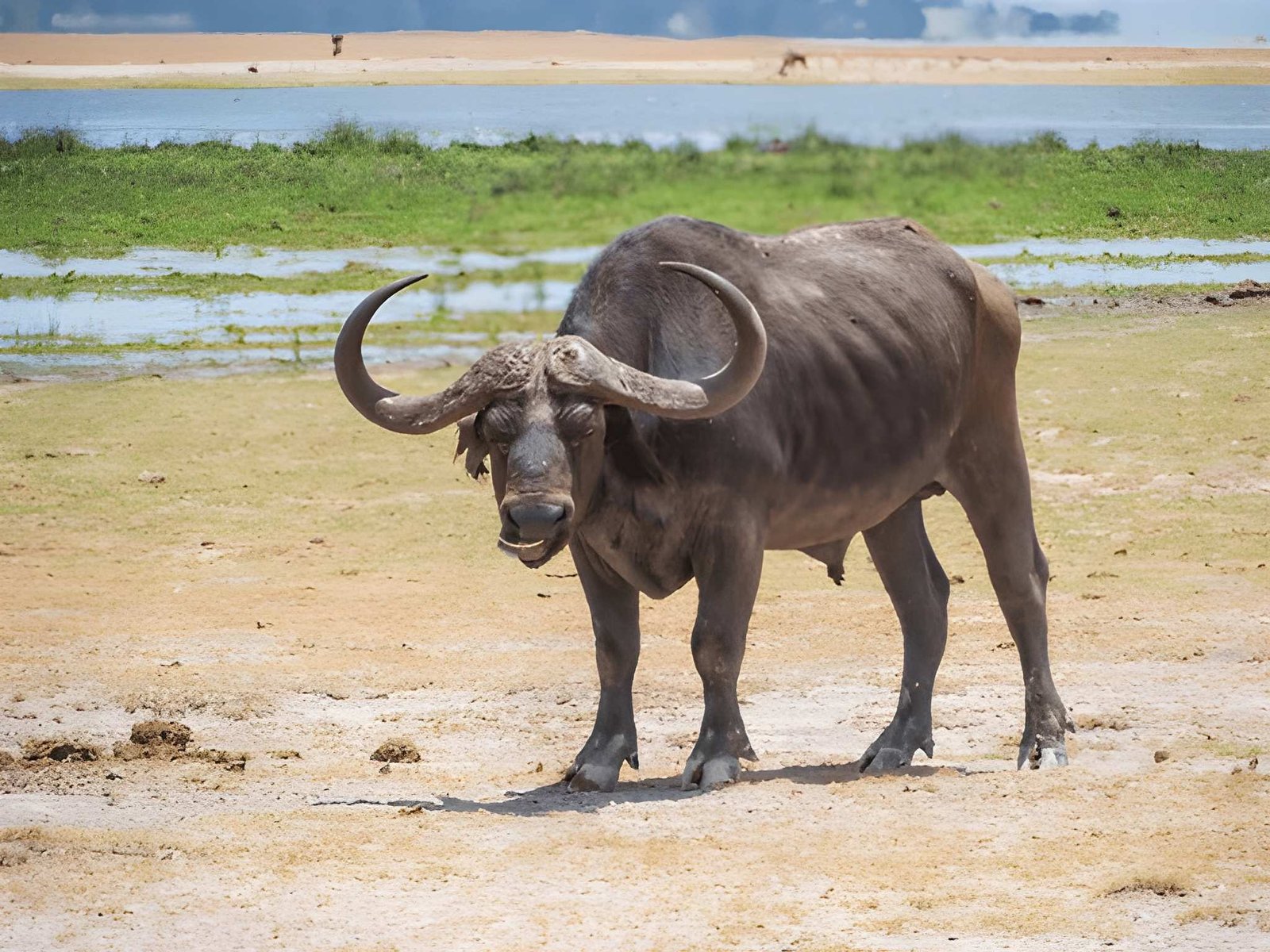 Wild Buffalo in Amboseli Plains